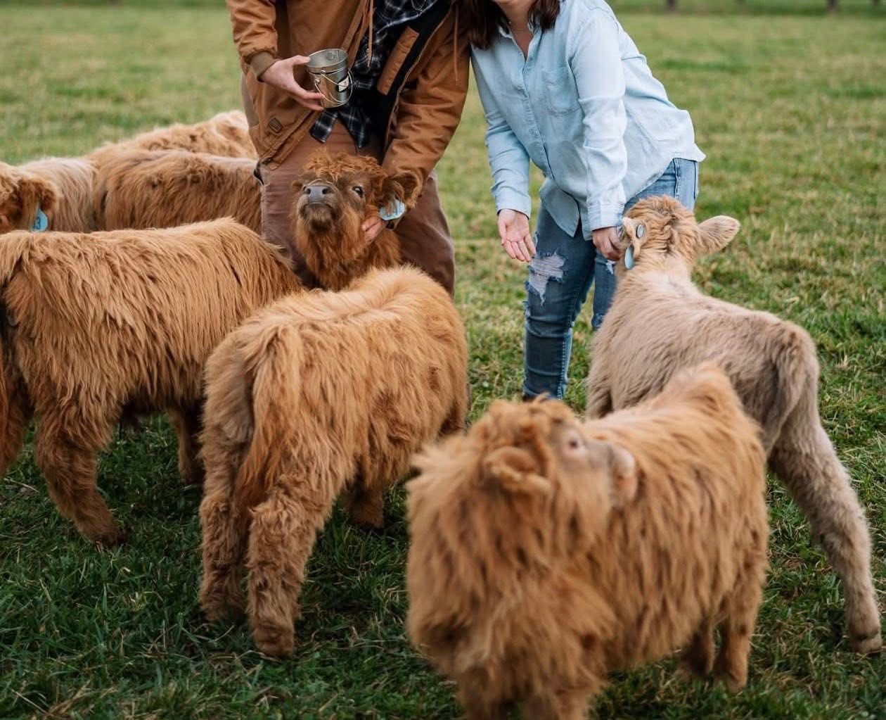 Buying a miniature Highland cow