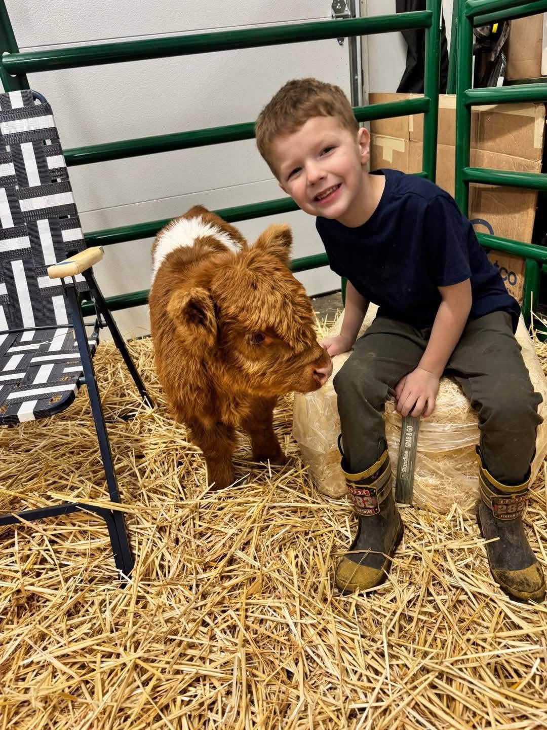 Miniature Highland cow care tips