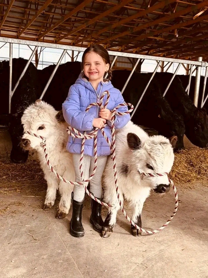 Veterinarian checking a miniature Highland calf