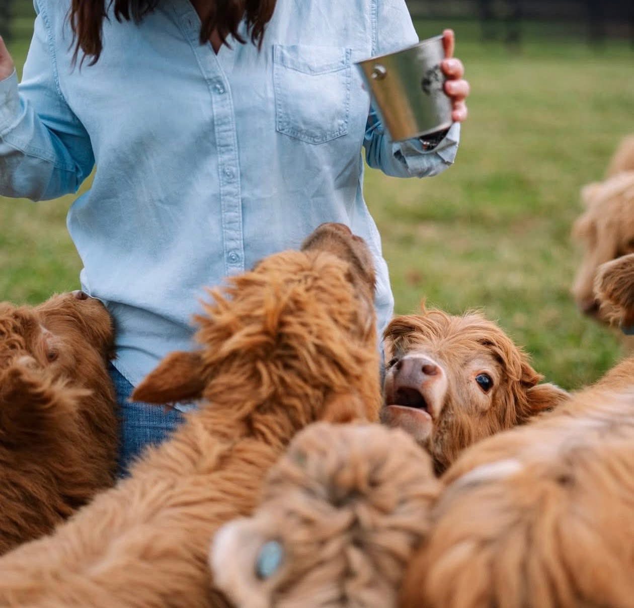 Raising miniature Highland cows in Texas